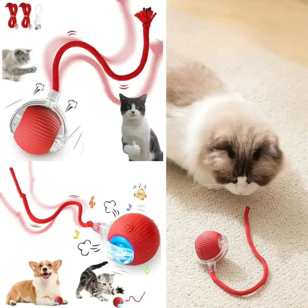 ¿Quieresque tu mascota sea la más feliz del vecindario? ¡Activa la diversión con ActivePet®!